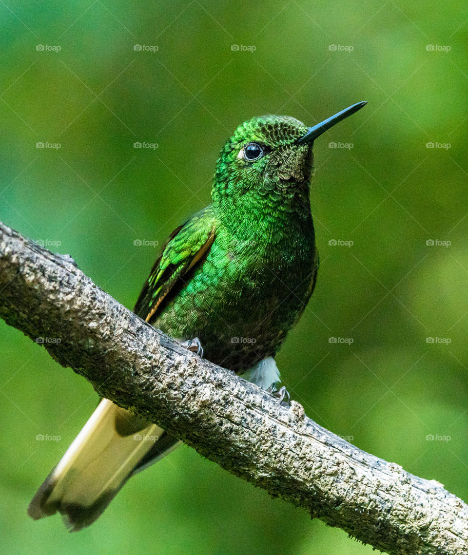 Colombia wildlife pictures