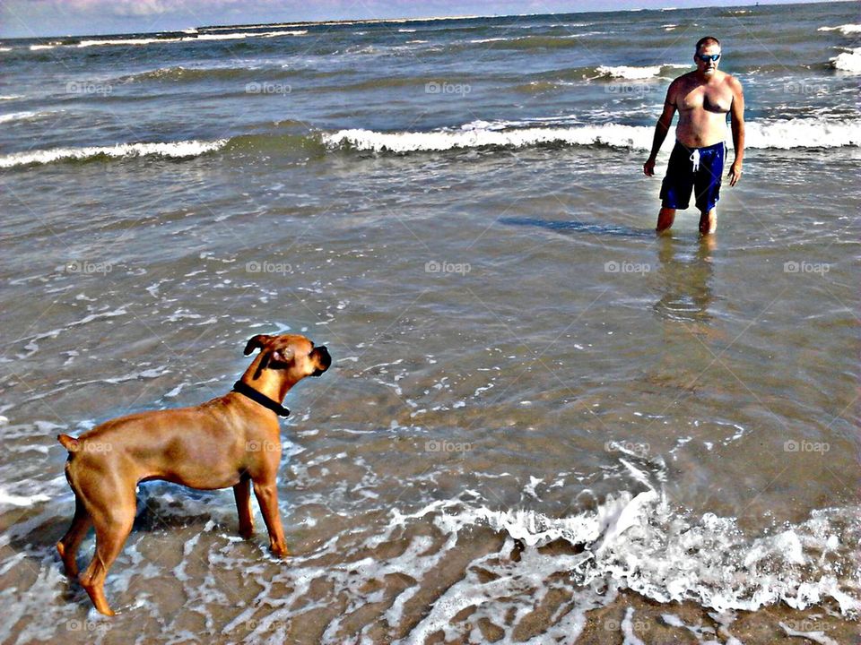 boxer loves the beach