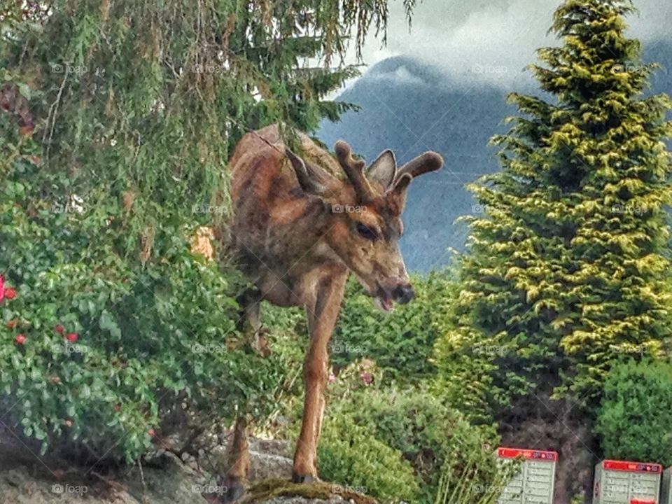 Young buck deer in my garden this morning. Young buck deer in residential garden