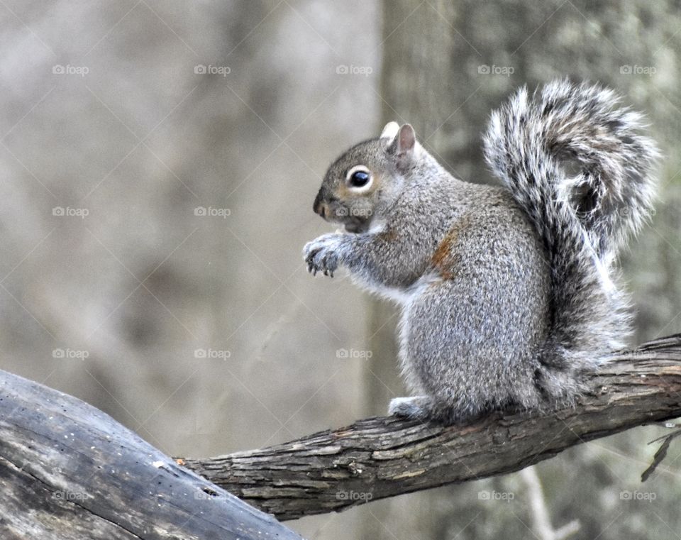 Grey squirrel eating a bit and suttinfbhrrr