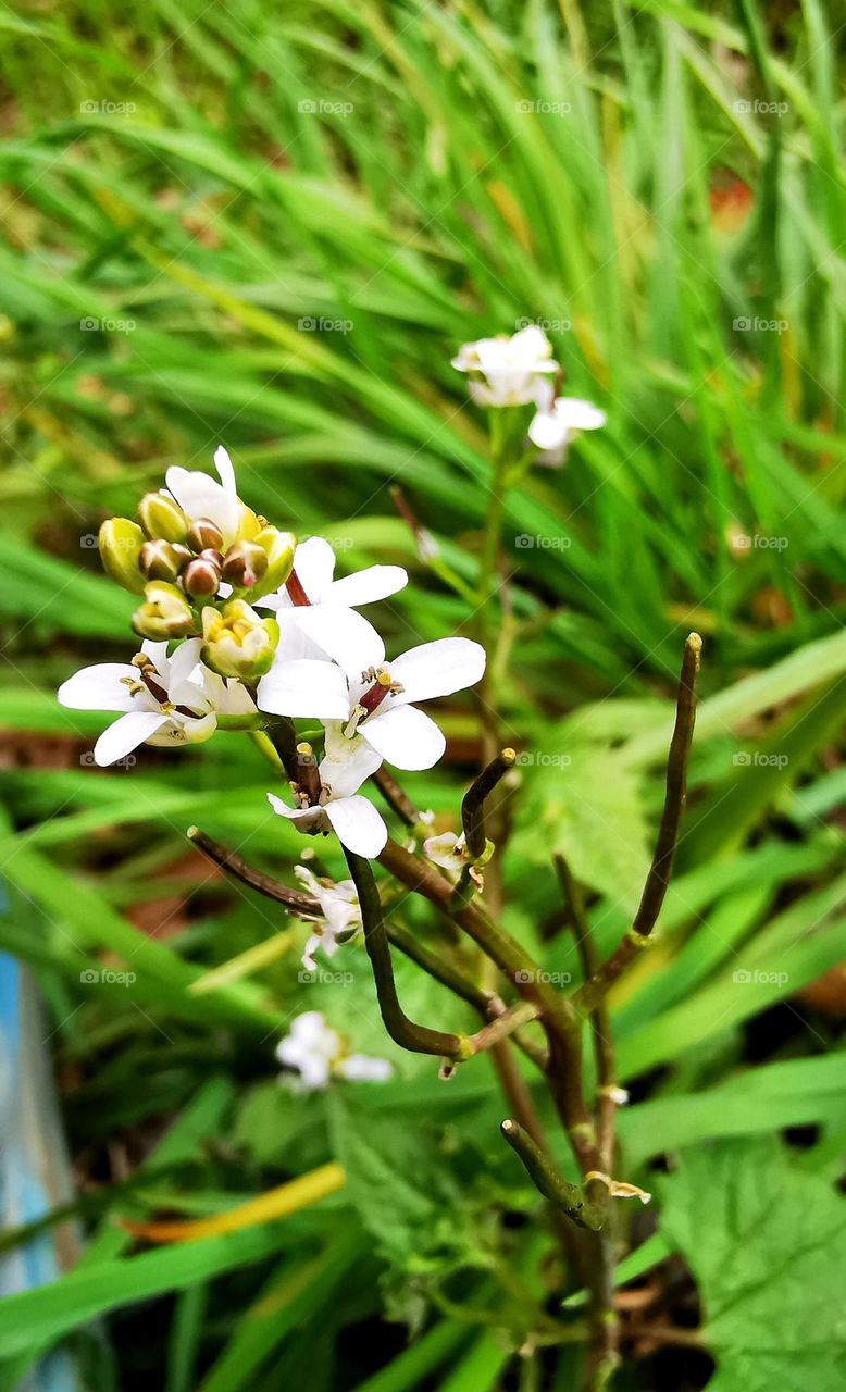 Green gate to beauty