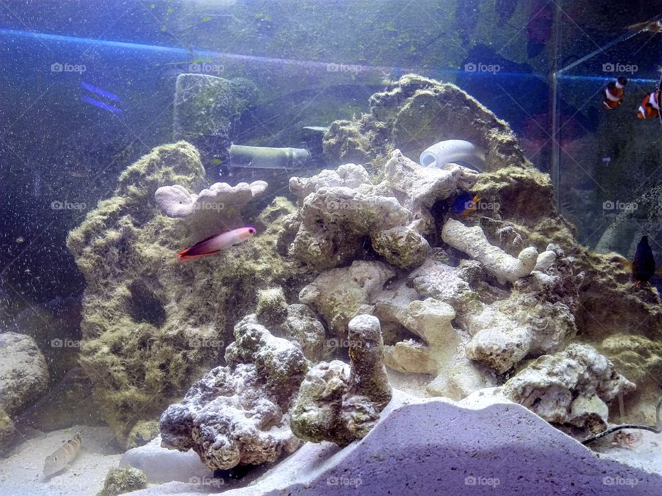 marine fish tank
