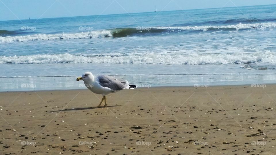 seagull