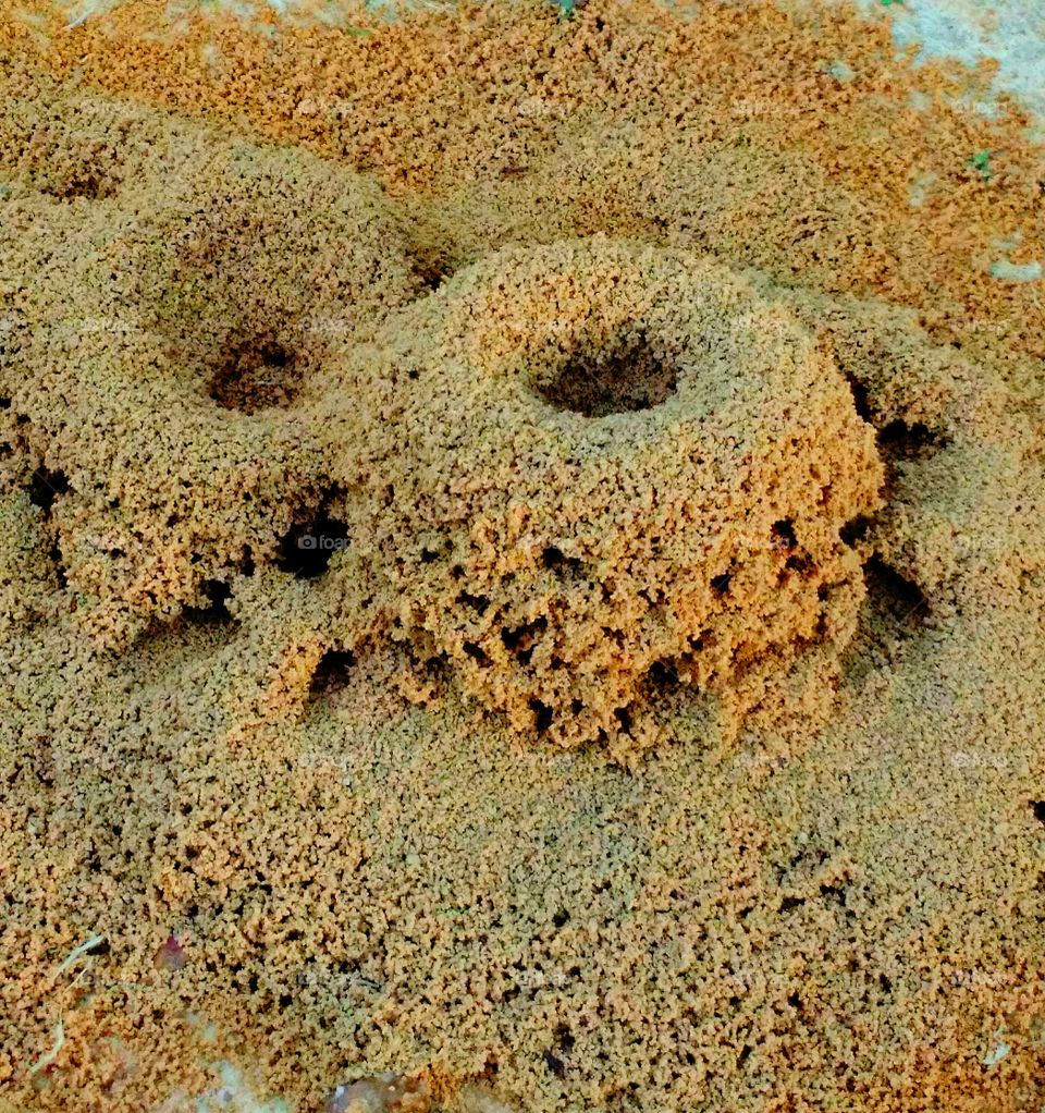 The beautiful ant home