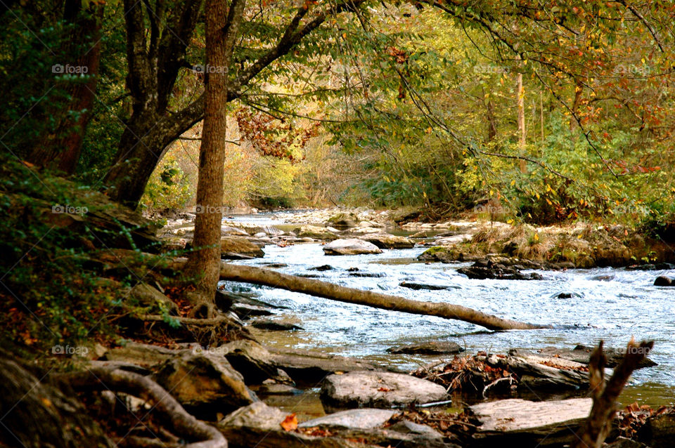 tree trees forest woods by refocusphoto