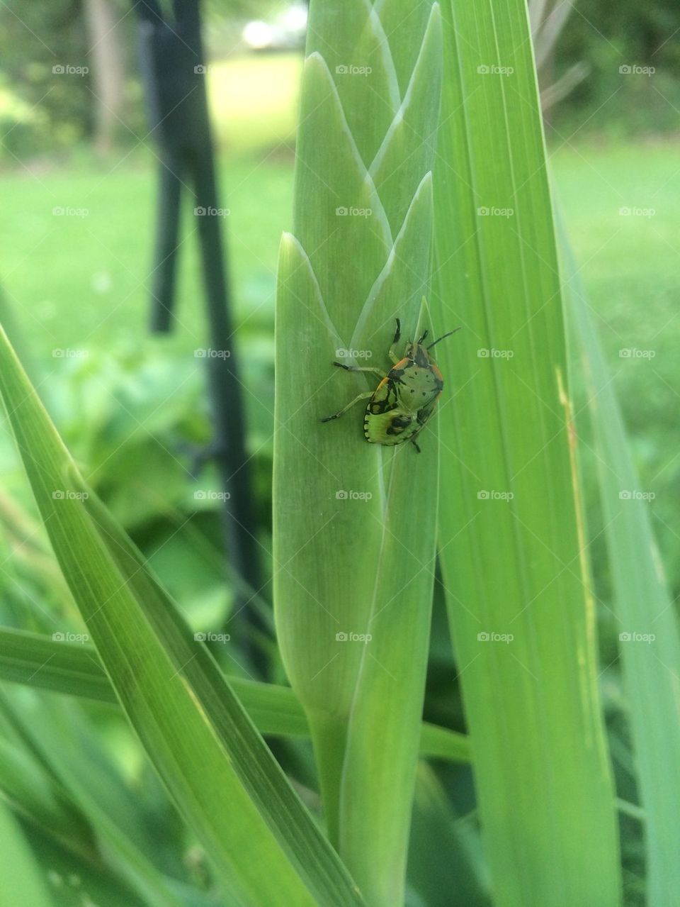 Green bug