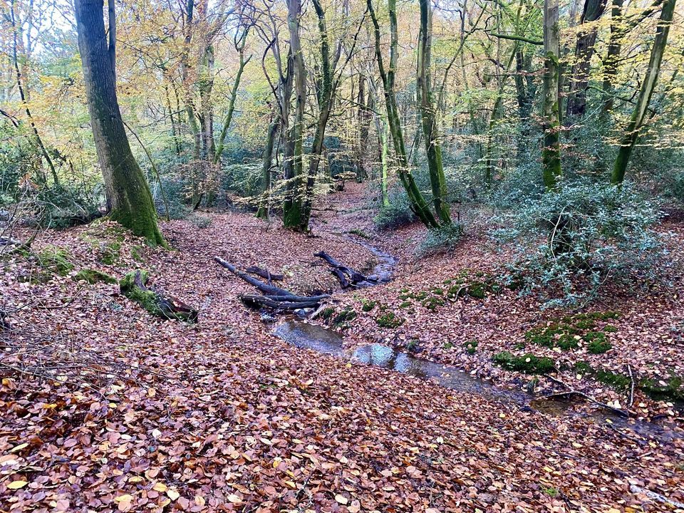 Autumn in the forest 