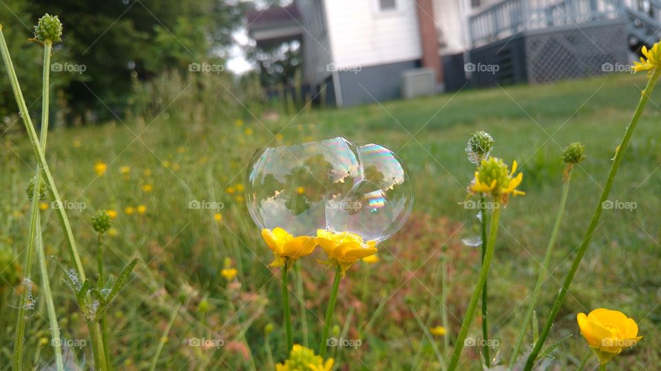Yellow bubble wild flowers