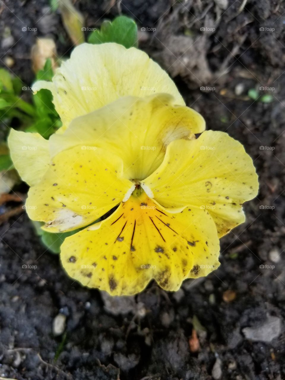 planting flowers