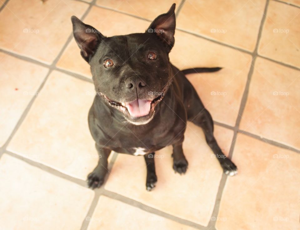 Staffy Smiling for photo