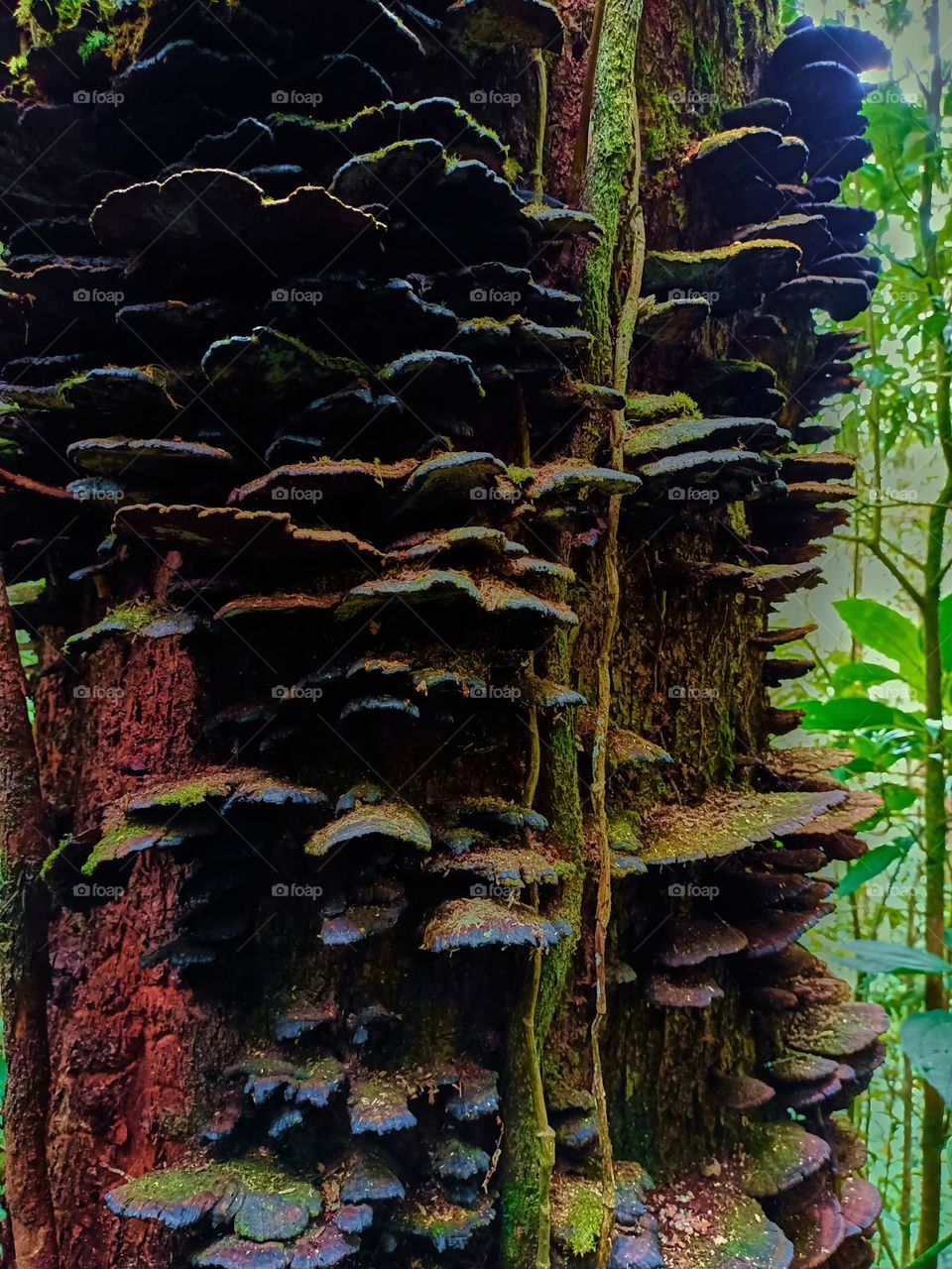 Arboreal mushroom wild growing on a tree stump.