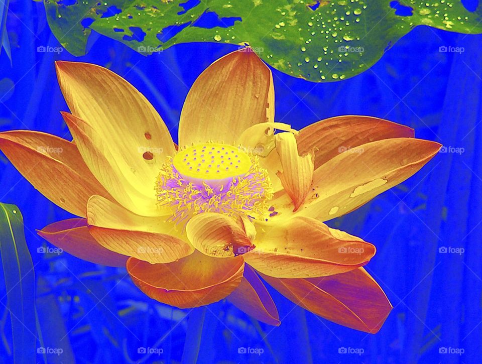 lotus abstrakt  blue yello