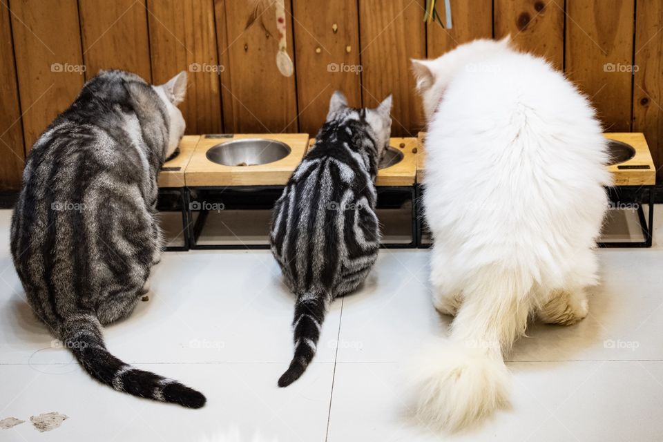 Cute cat in cat cafe shop in Bangkok Thailand