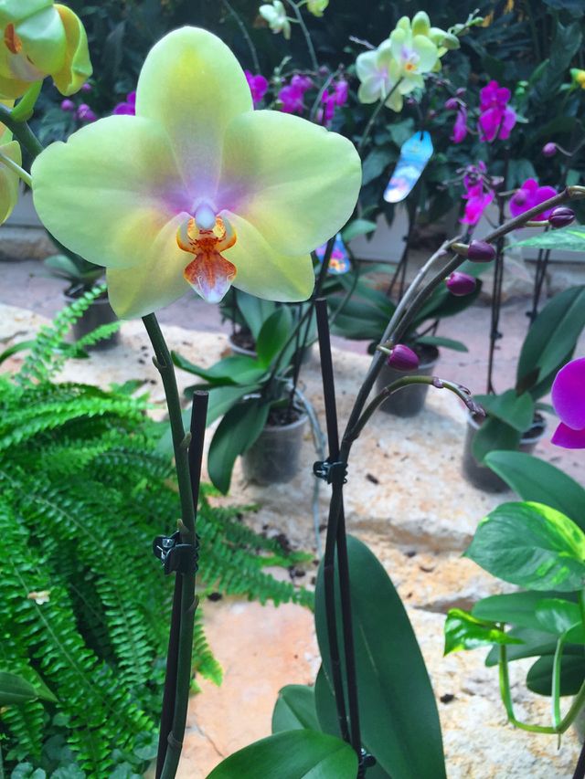 Orchids
