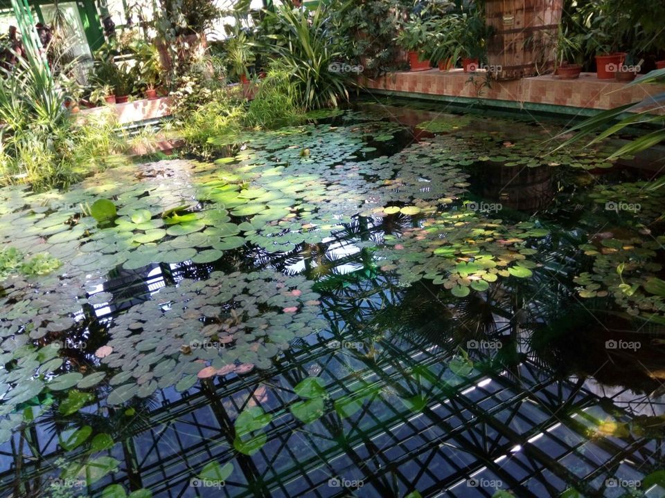 nature in pond