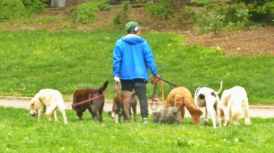 Dog walker in Central Park New York 