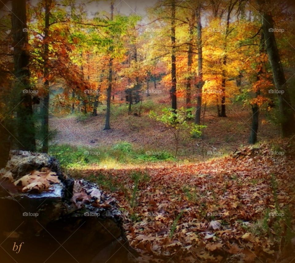 Fall Season In The Ozarks