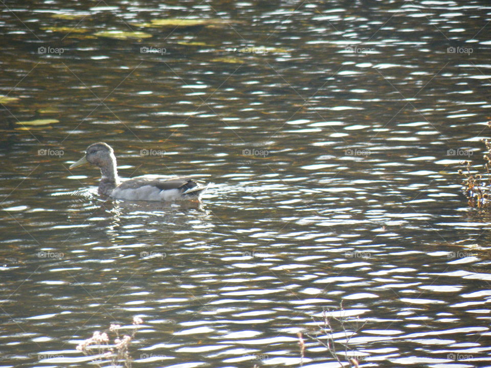 Duck in the river 