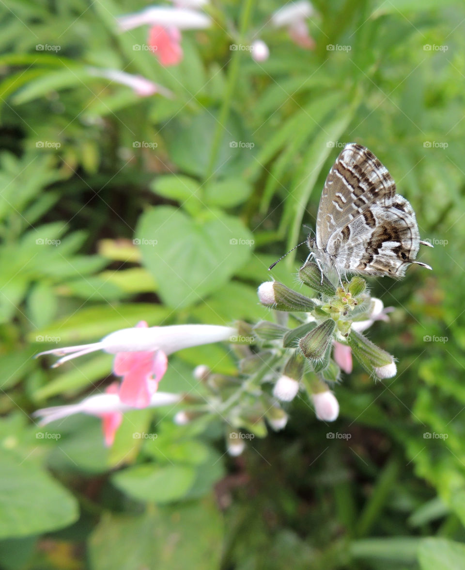 Butterfly - a member of the blue family