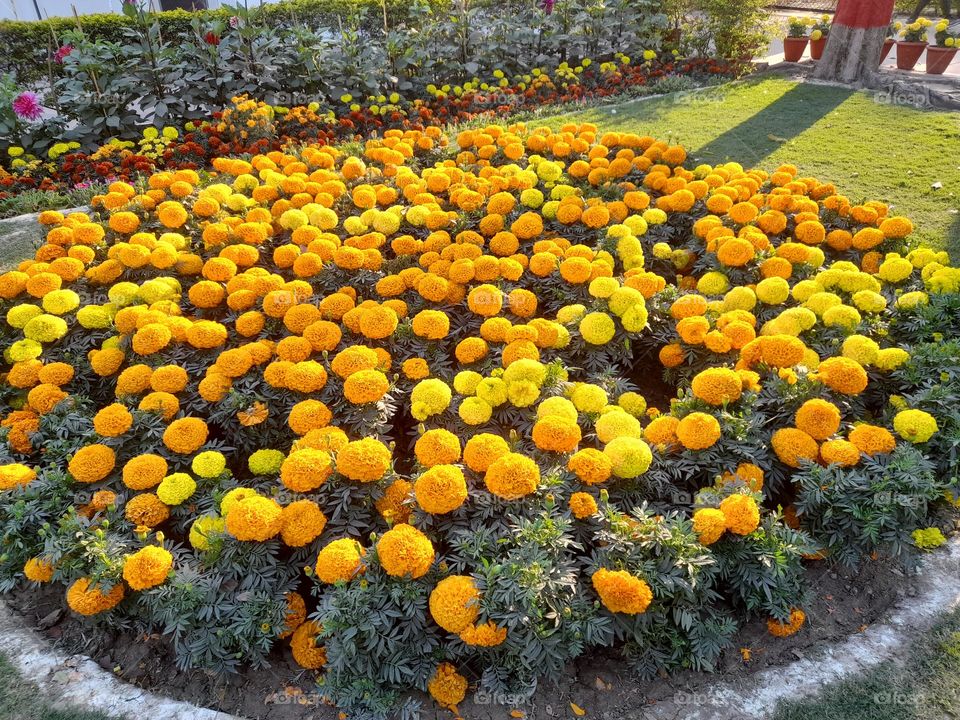 Marigold flowers bloomimg at its full in beautiful spring.