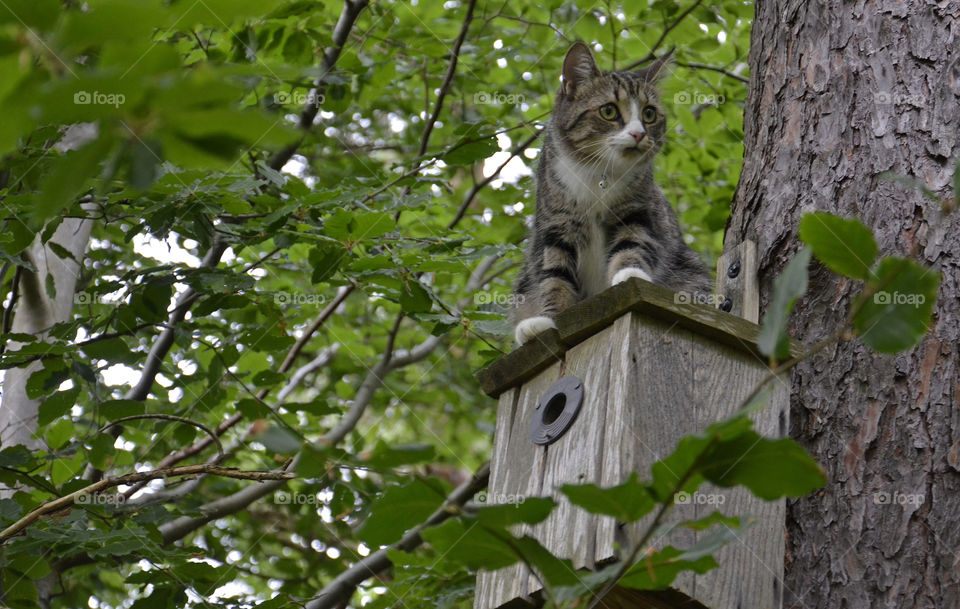 Smilla on Guard. Our cat hunting for birds