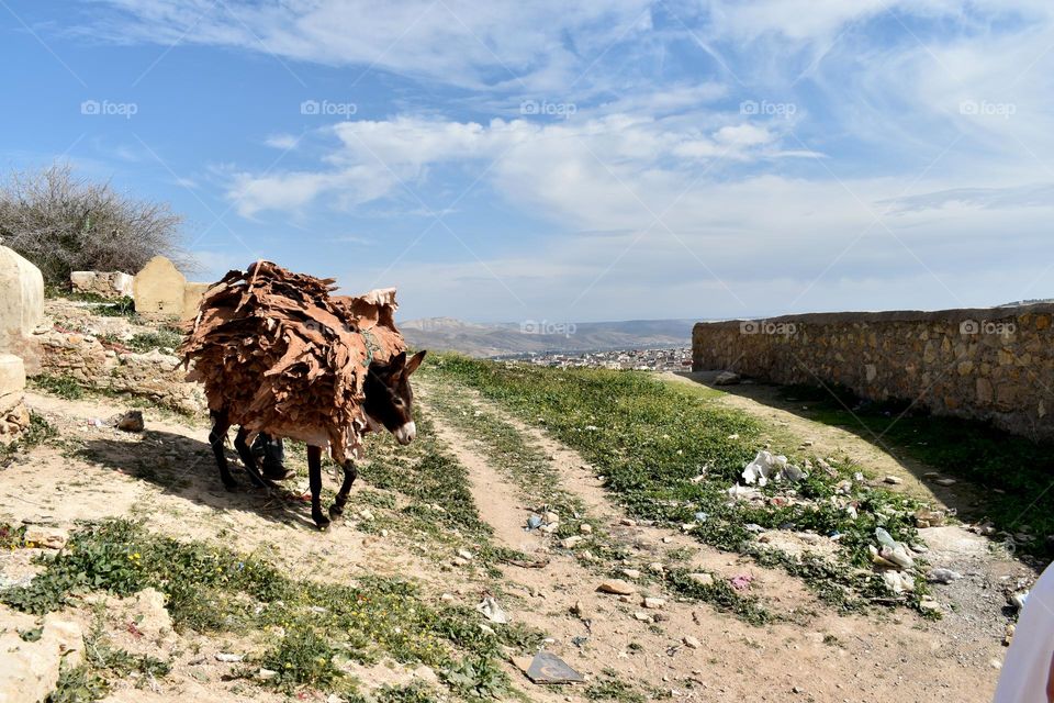 Dunkey in morocco 