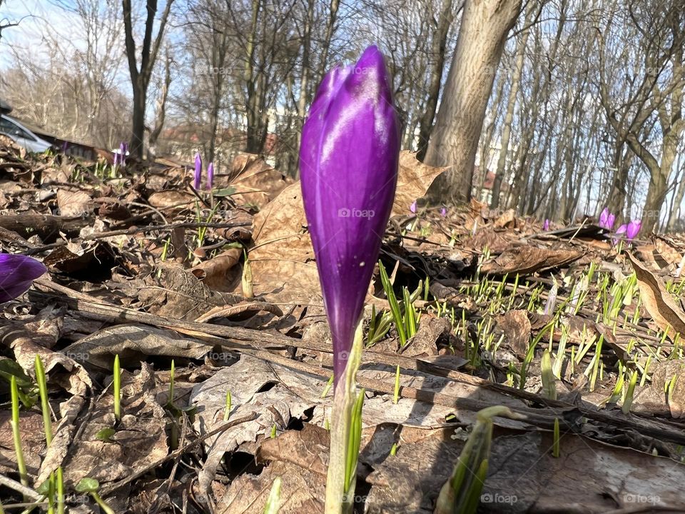 Crocuses 