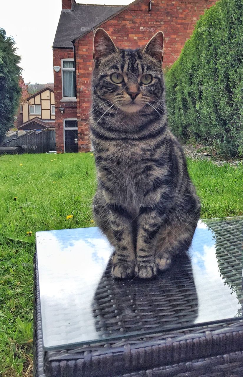 Cat sitting in the garden