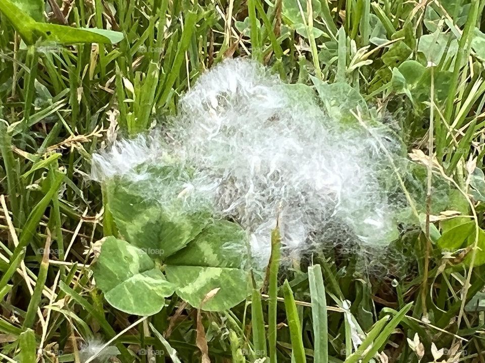 Clump of floating seeds in grass