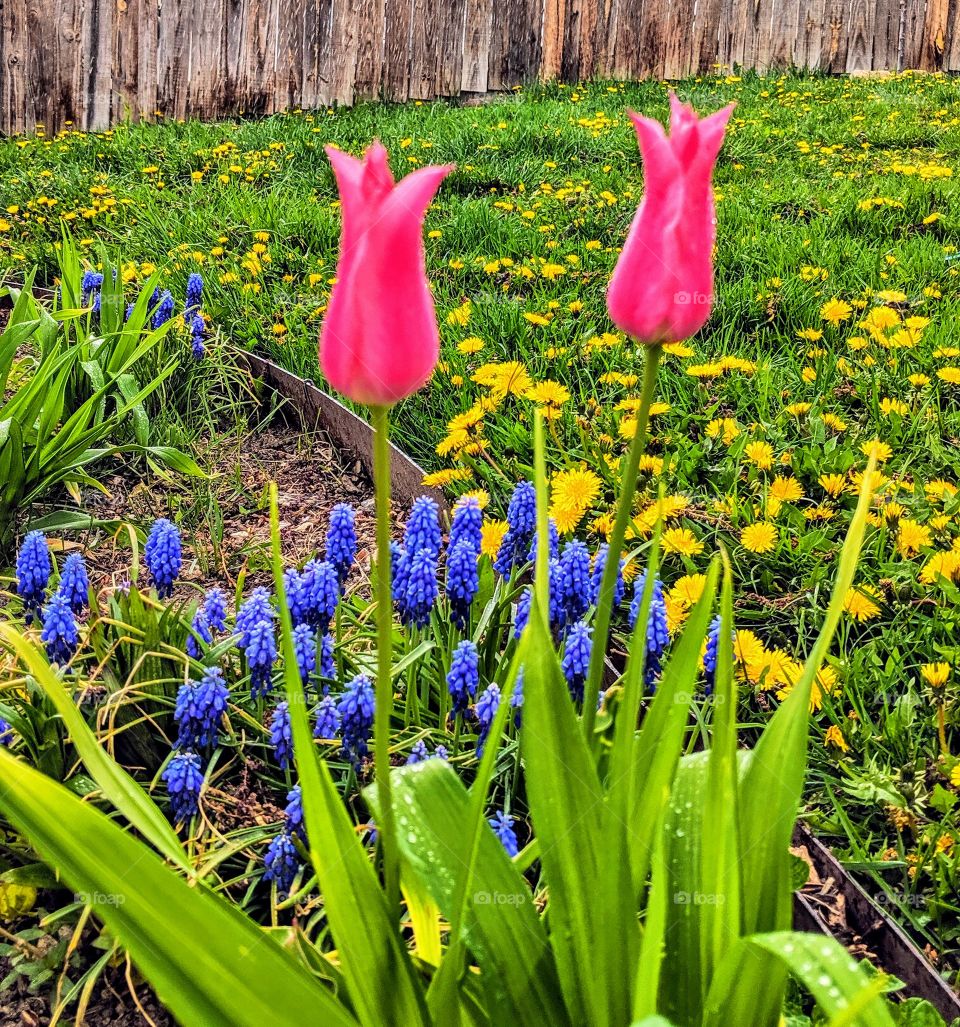 Spring Bloom in Colorado