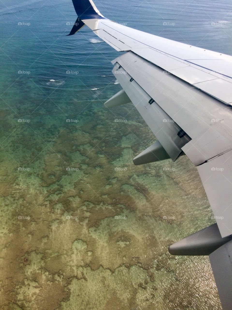 Whales Beneath The Wings