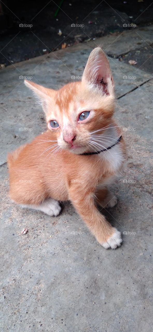 The cat's style is very cute, it makes you happy