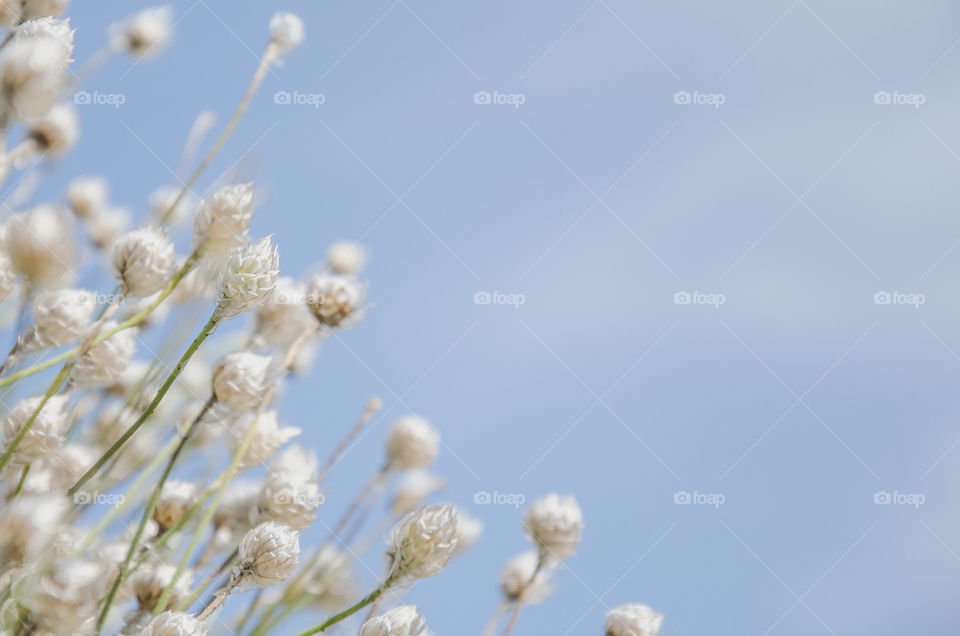 The plant "Pushitsa" on the background of the blue sky. A botanical postcard. Space for text.