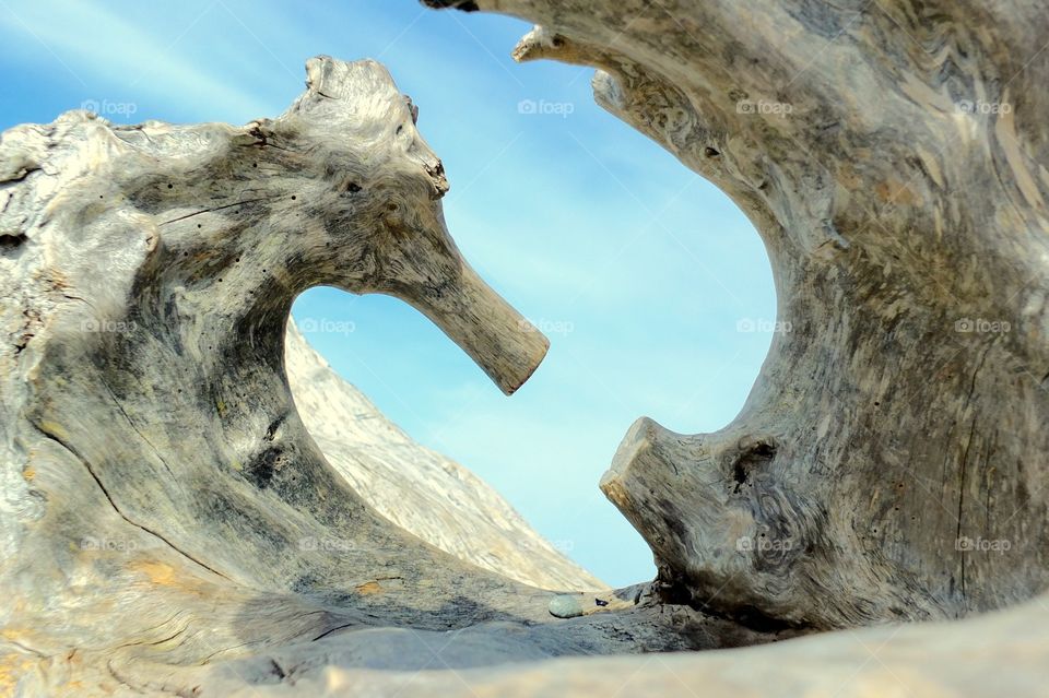 Wood and Water. Tree trunk sculpted by wind, water and human hands at Cama Beach, Washington 