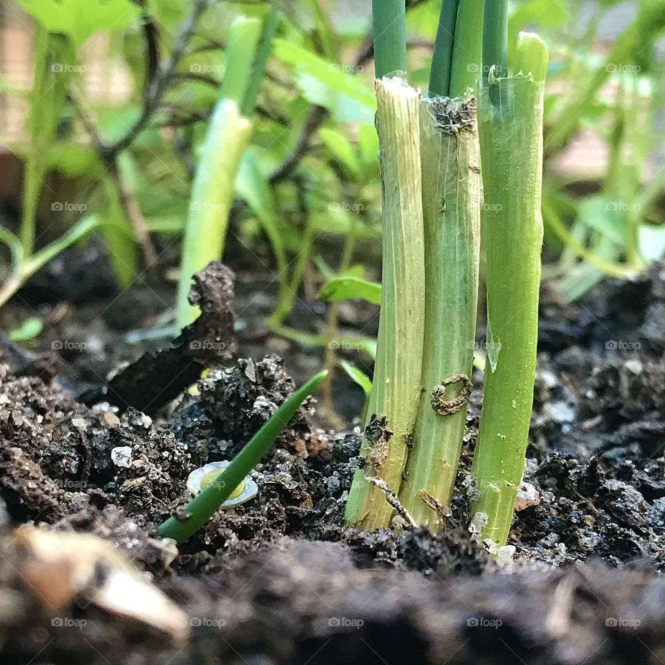 Look at this beautiful chives being born😍