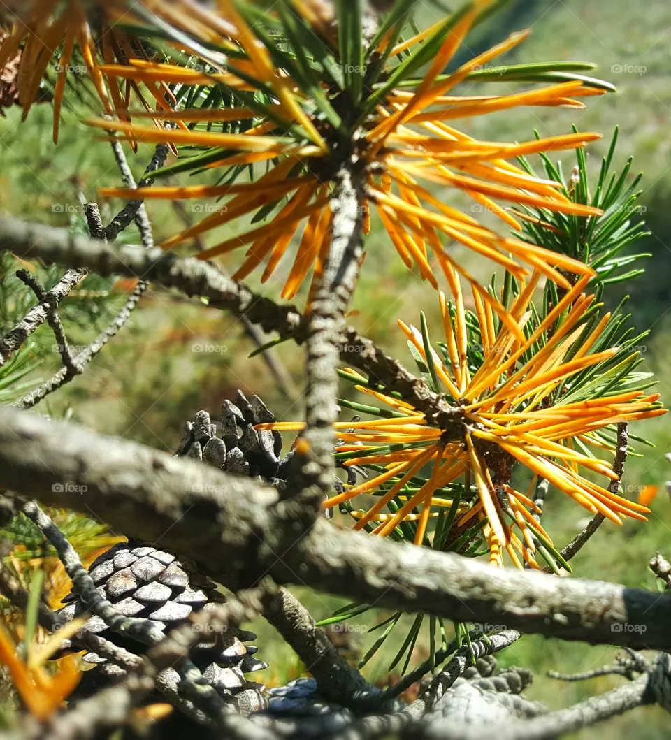Pine tree