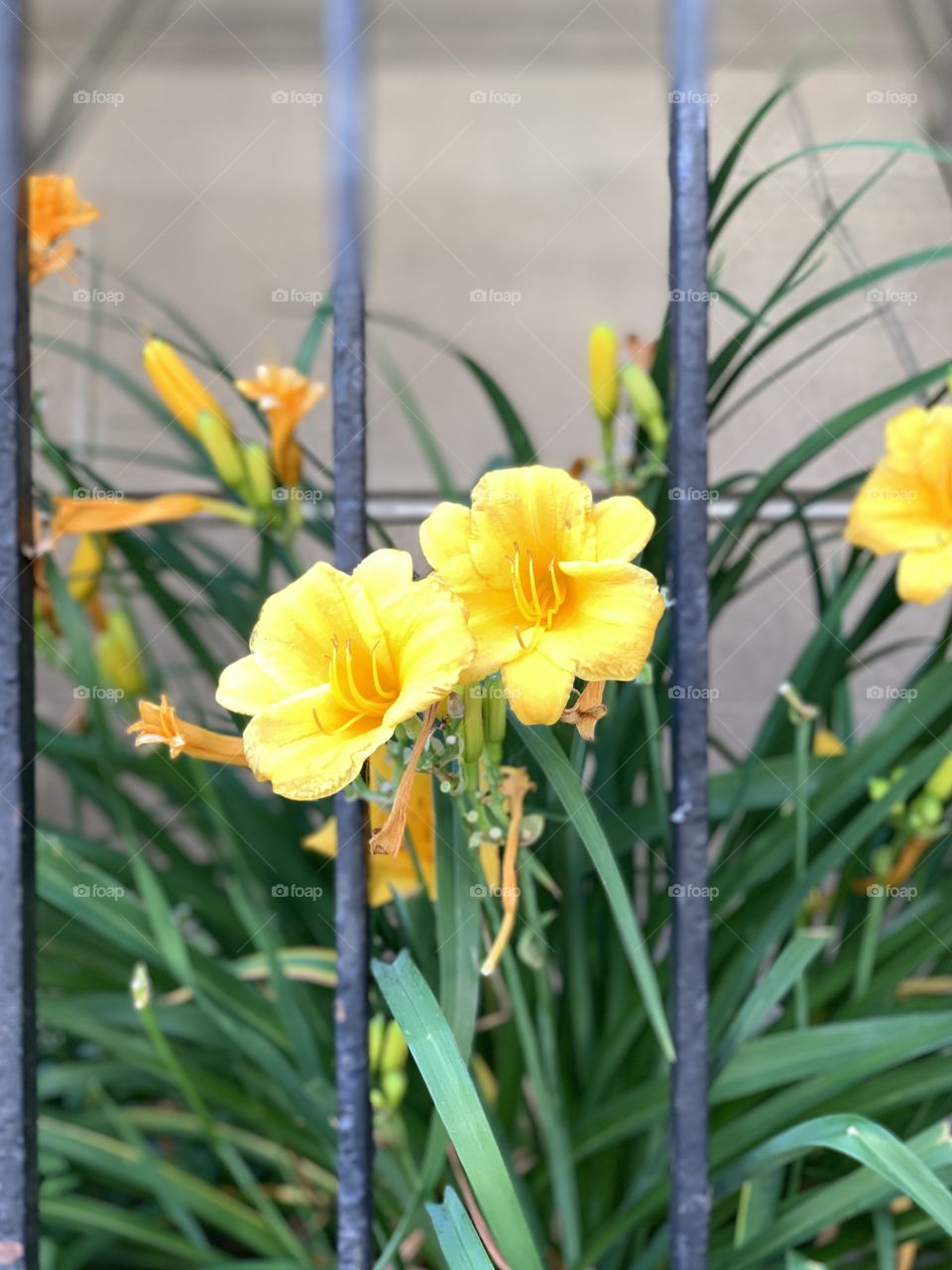 Beautiful yellow daylily flower blossoms. Nature’s beauty during spring and summer in the garden.