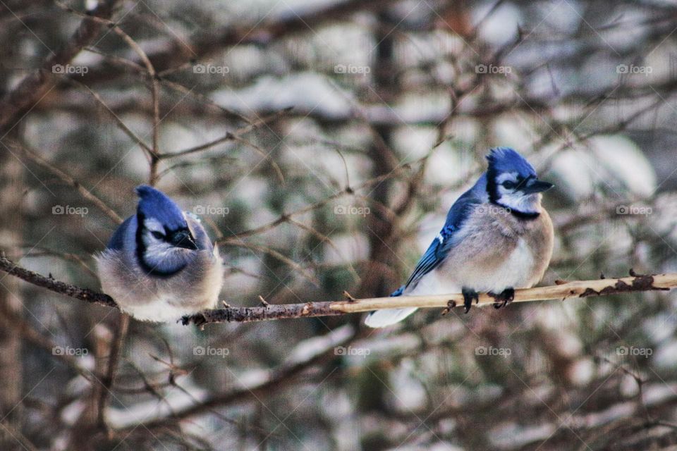 Bluejays sitting on a branch