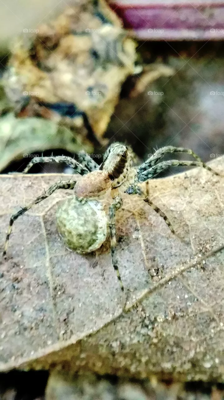 Spider