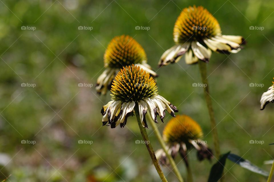 Echinacea 