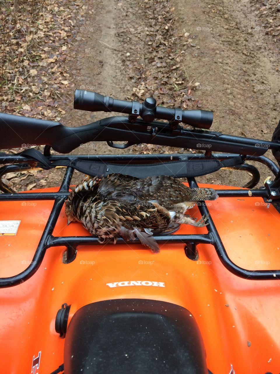 Partridge and a Marlin 22lr