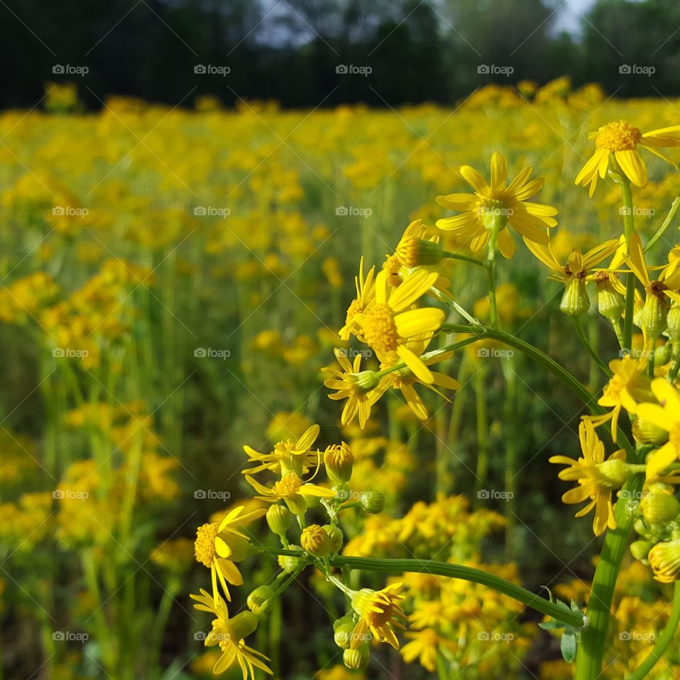 Field of yellow