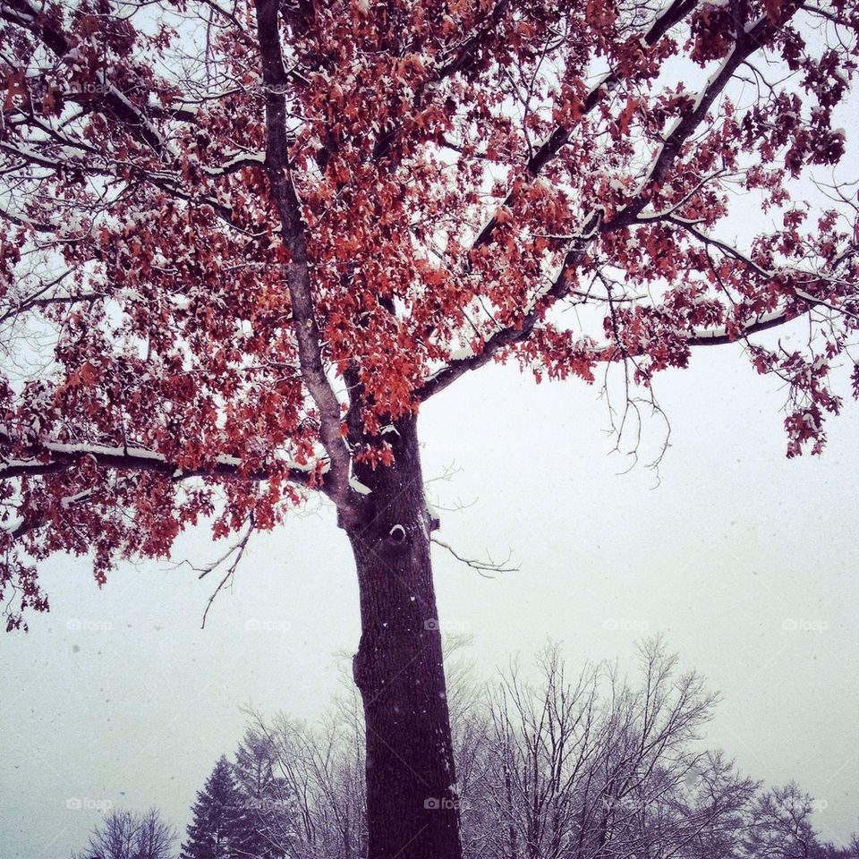 snow winter tree leaves by jtina823