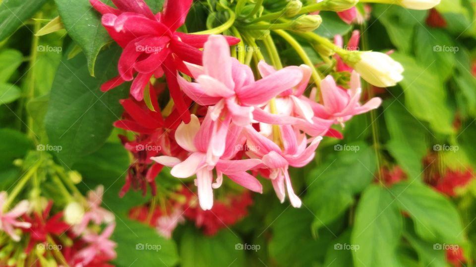 Beautiful red and pink rangoon creeper flowers with green leaves captured in Fuvahmulah island, Maldives.