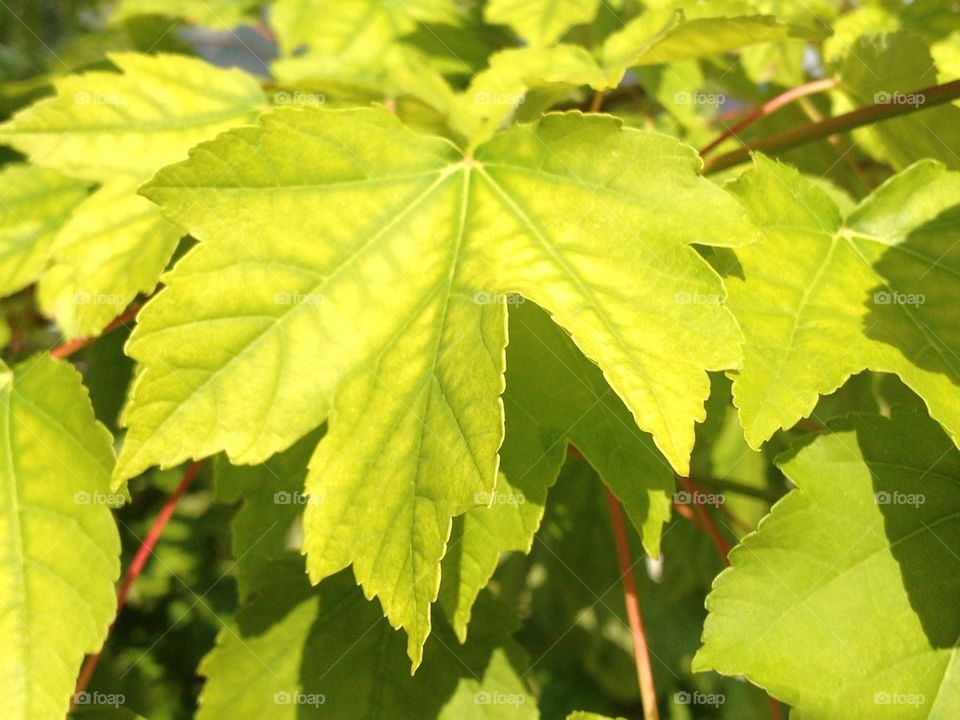 Bright Green Leaves
