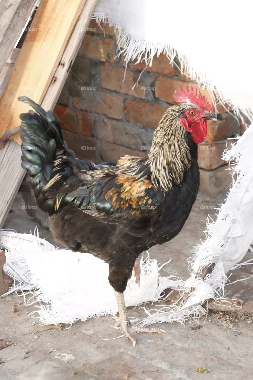 Indian cock breed