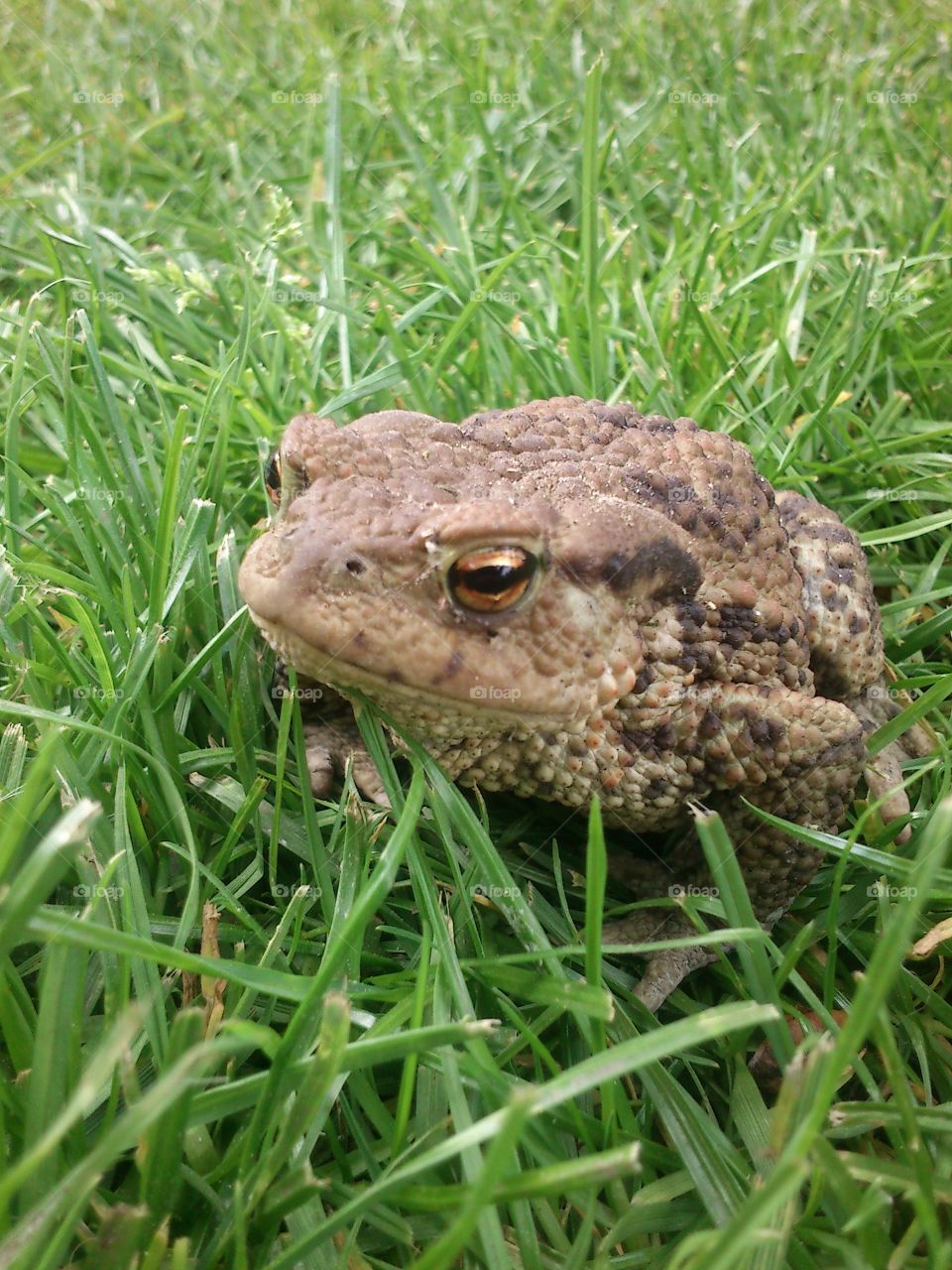 Frog in the grass