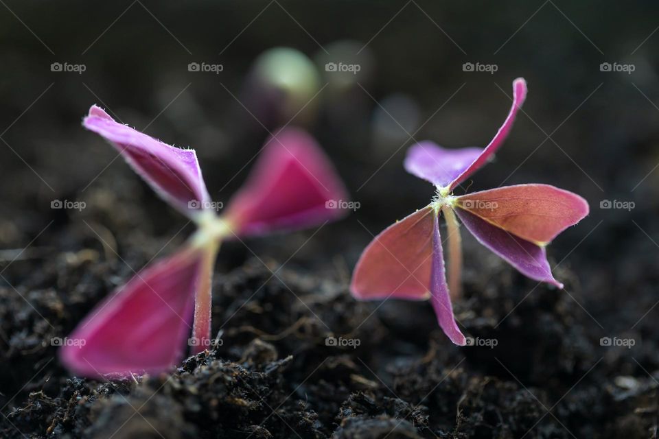 Young buds of potted plant coming out of ground