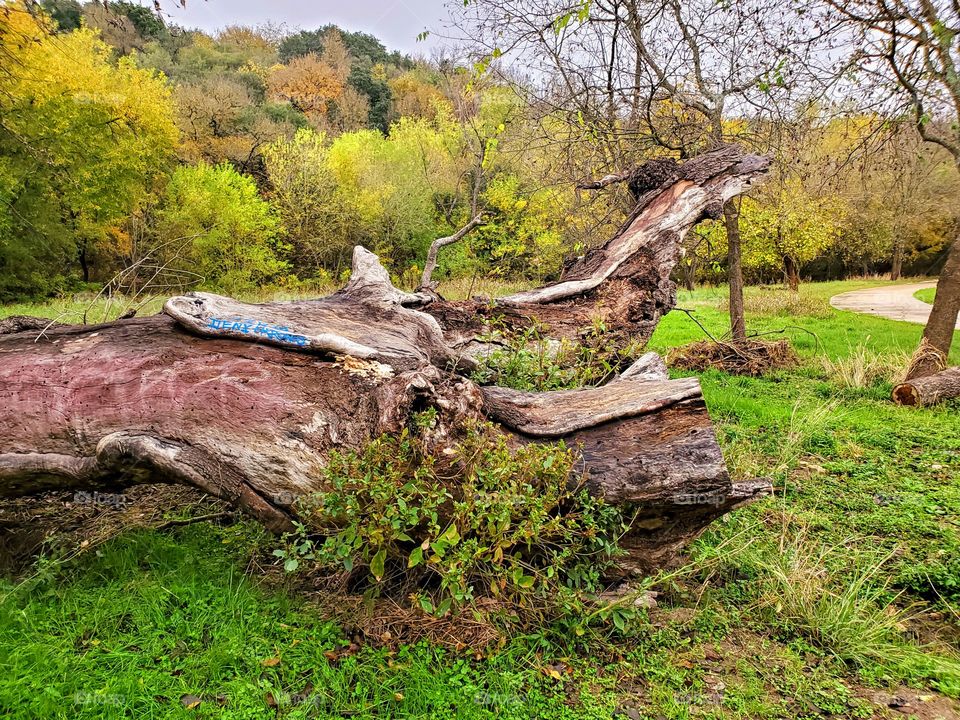 Fall season landscape photo with a dead mature tree trunk on the ground.