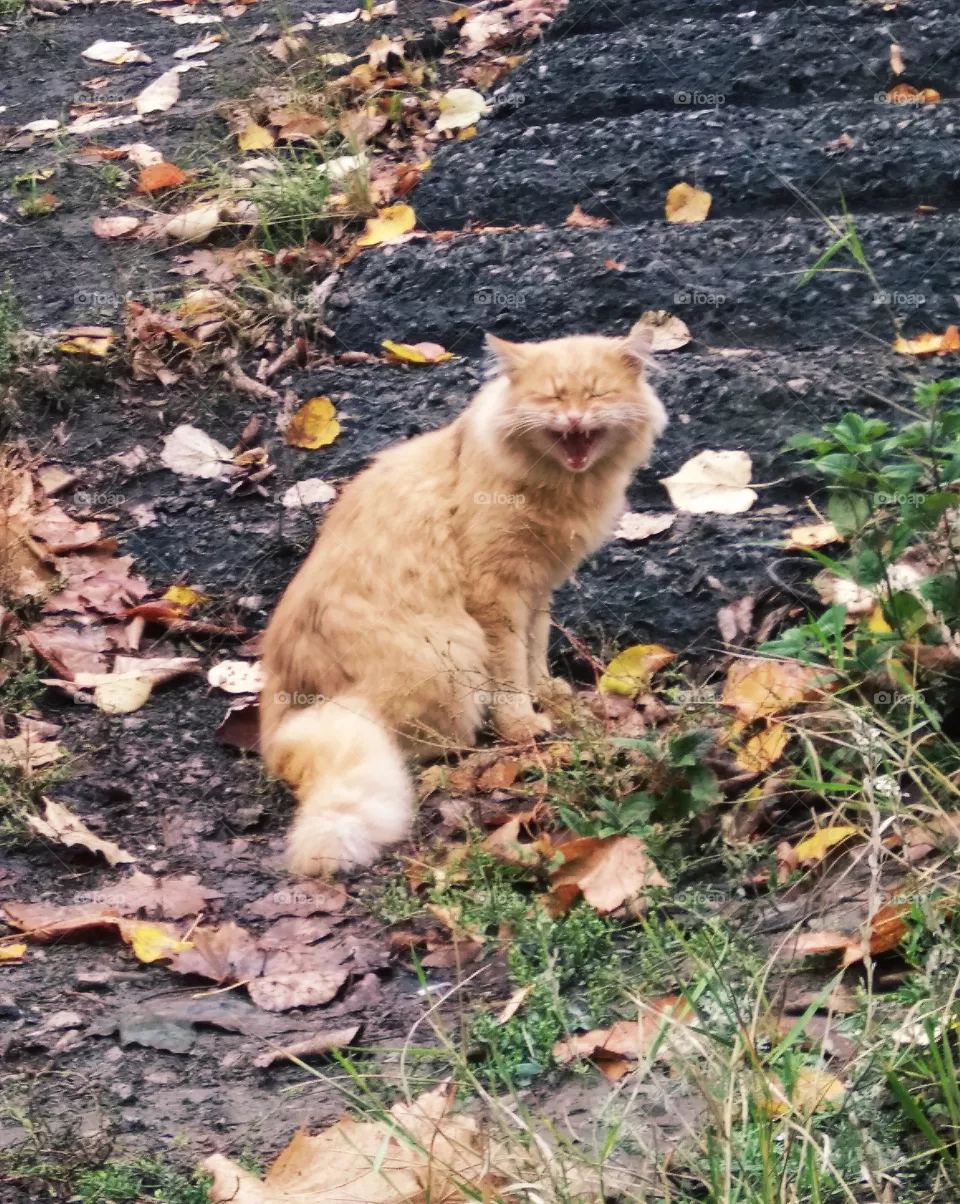 cat